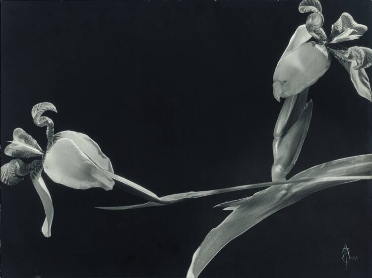 Anatole Saderman. Orquídeas, ca. 1934.
