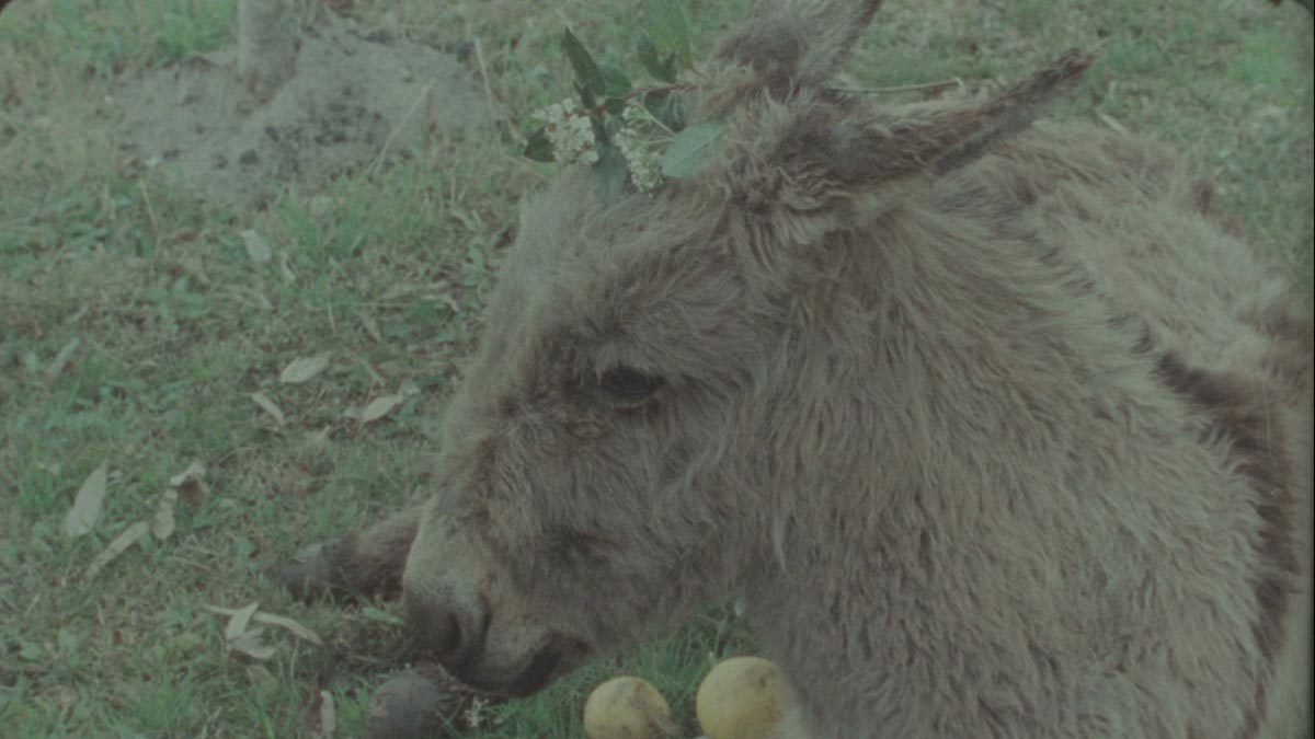 La vendedora de fósforos