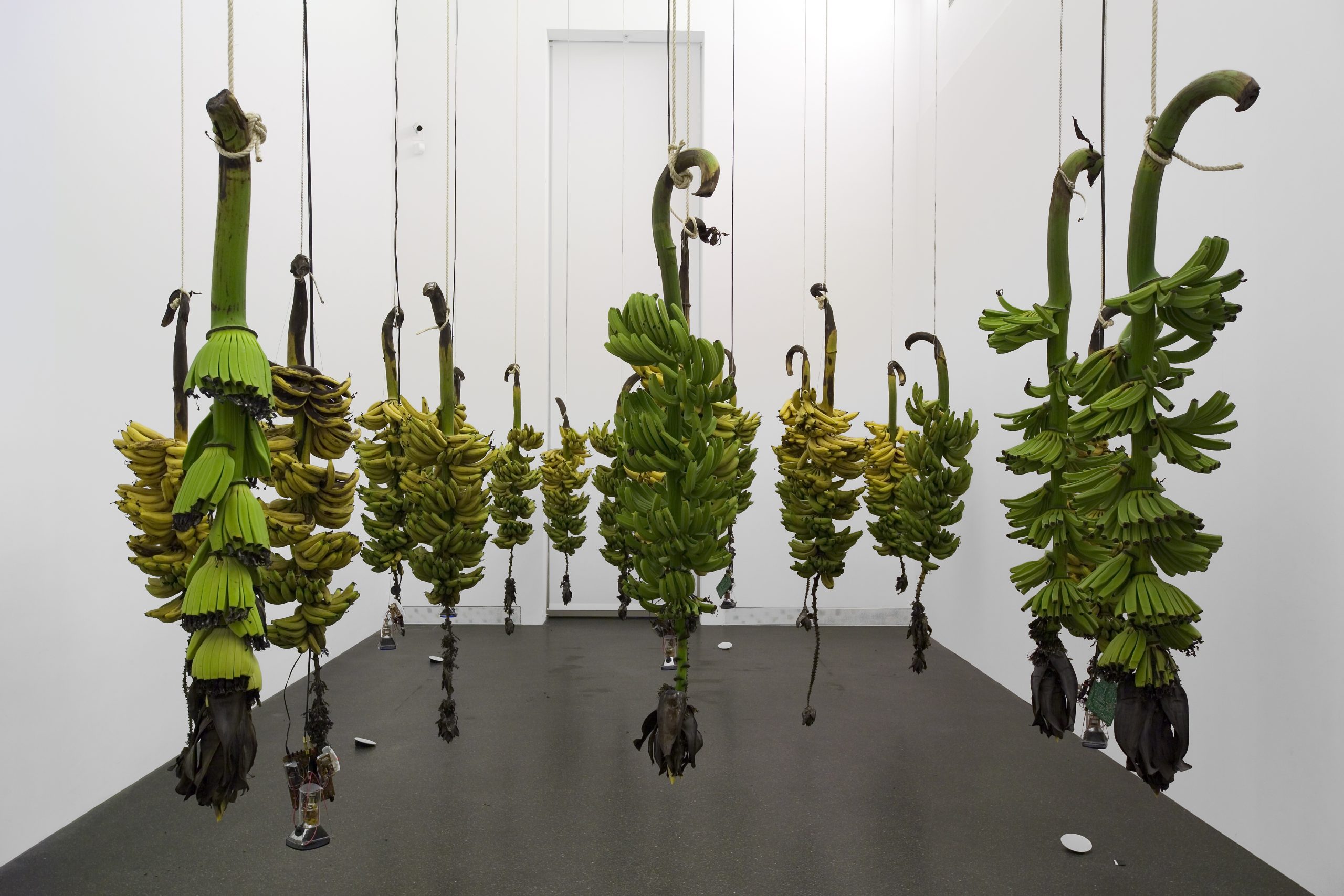 José Alejandro Restrepo_Musa paradisiaca_1996